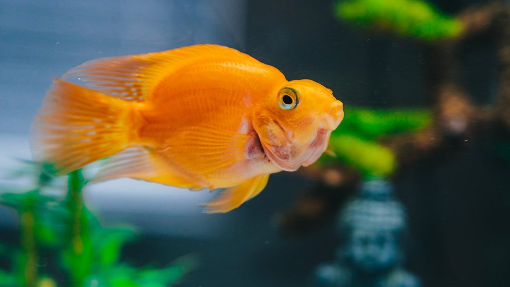 Beautiful Swimming Goldfish Swimming Goldfish in the Aqua One Lifestyle 190