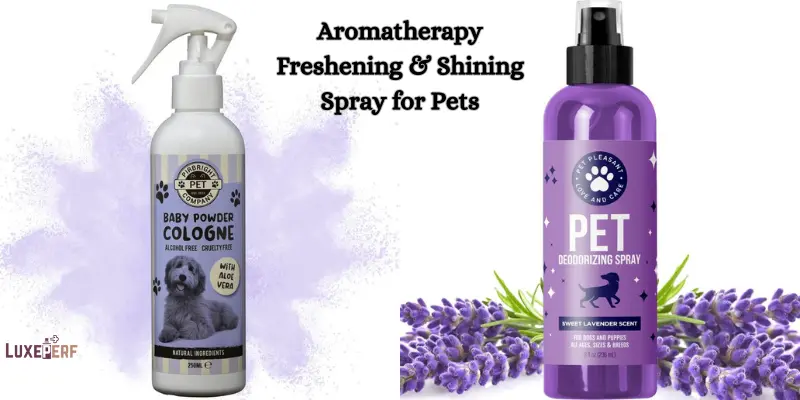 Can I Spray Perfume On My Dog? 5 Can I Spray Perfume On My Dog?
