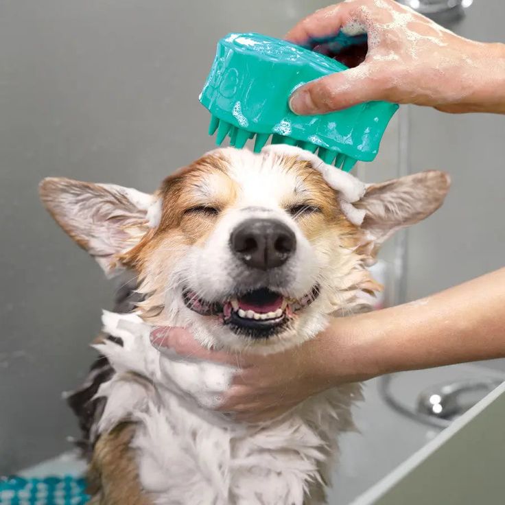 Can I Spray Perfume On My Dog? 2 Can I Spray Perfume On My Dog?