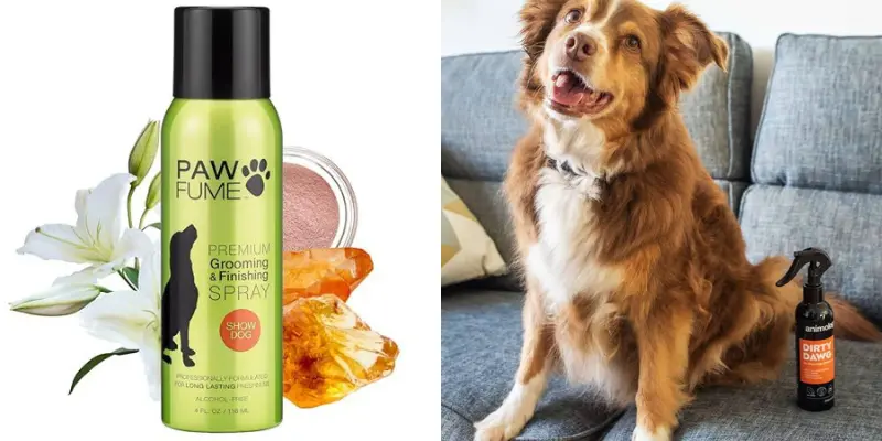 Can I Spray Perfume On My Dog? 1 Can I Spray Perfume On My Dog?